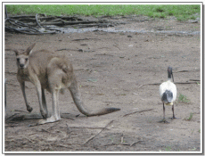 kangourou et coeur vert