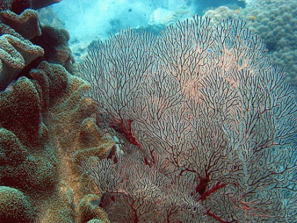 Ne touchez pas le corail, vous risquez de le tuer alors que son r�le est capital pour les �co-syst�mes sous-marins.